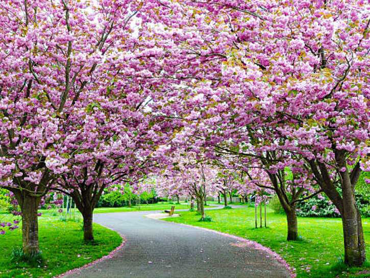 how to plant flowering cherry trees