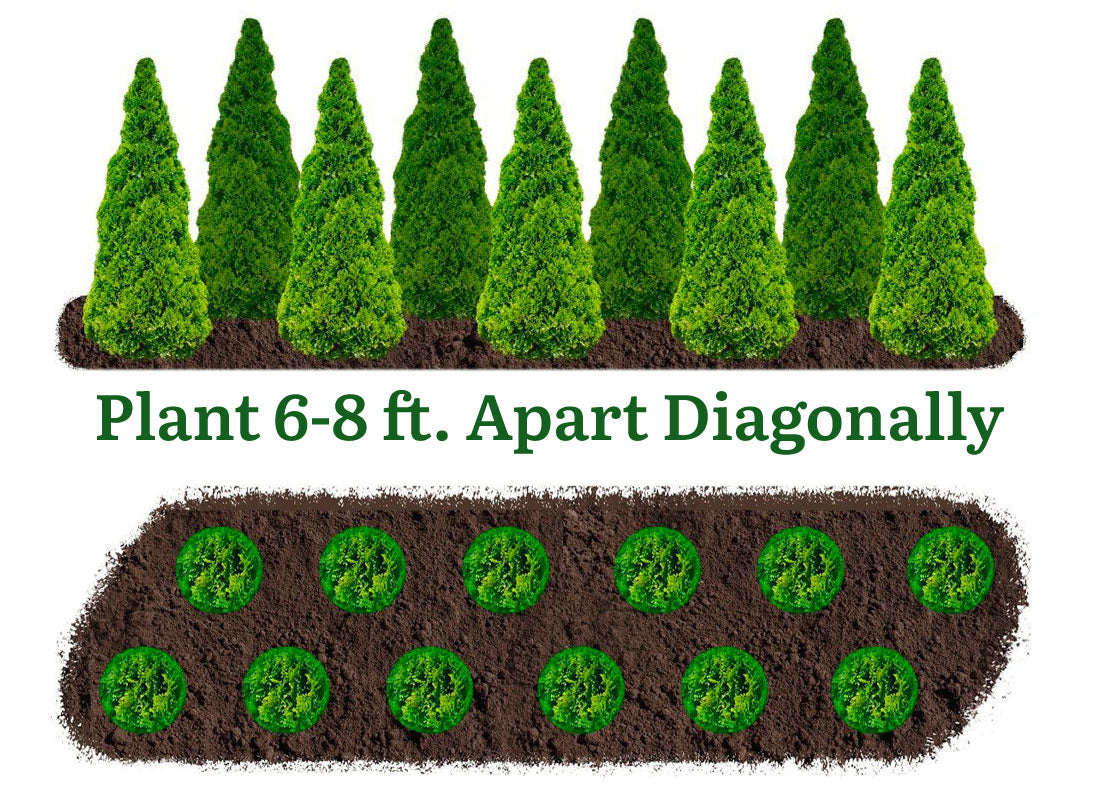 plant diagonally 6-8 feet apart