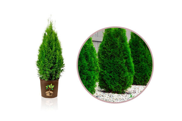 dwarf evergreen trees