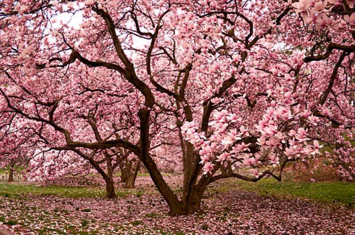 browse flowering trees