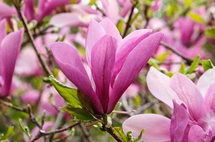 jane magnolia