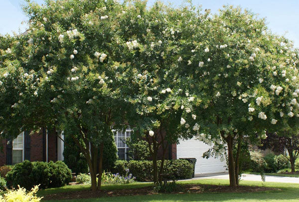 large crape myrtles