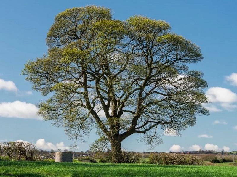 large shade trees