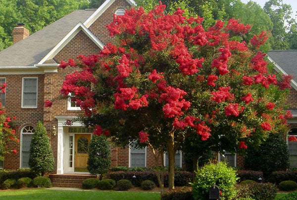 medium crape myrtles
