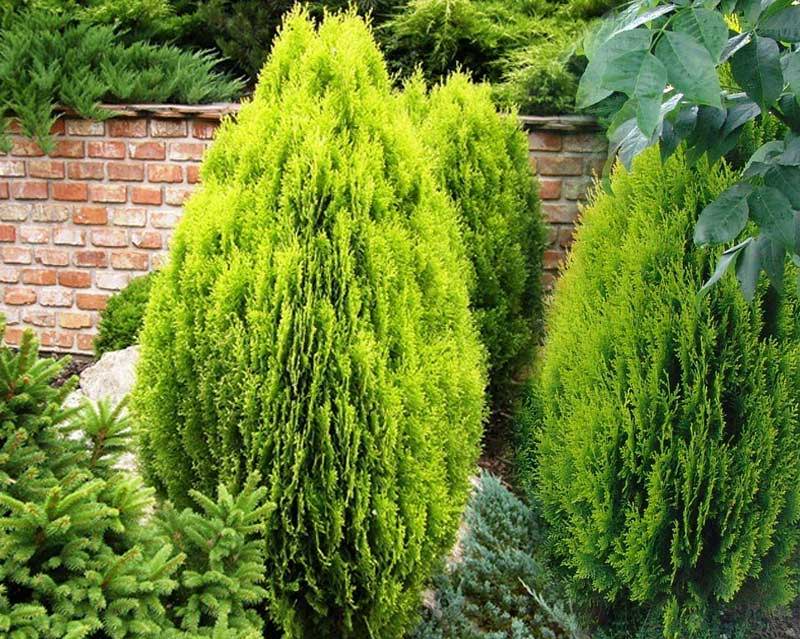 morgan chinese arborvitae