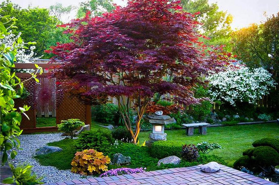 what are the hardiest ornamental dwarf trees?