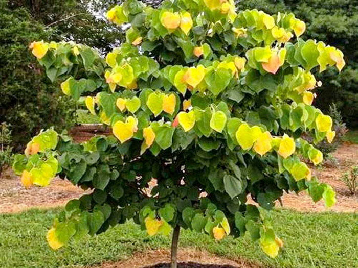 rising-sun-redbud