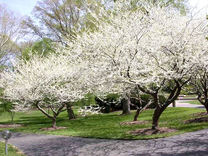 royal white redbud