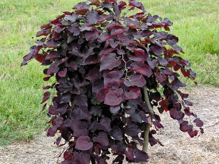 ruby falls redbud