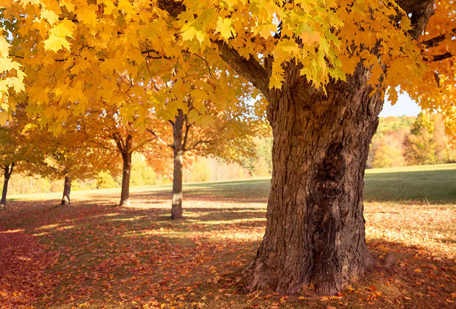 Shade Tree Maples