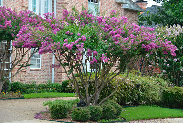 small crape myrtles