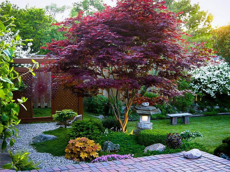 small shade trees