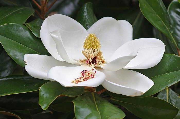 southern magnolia