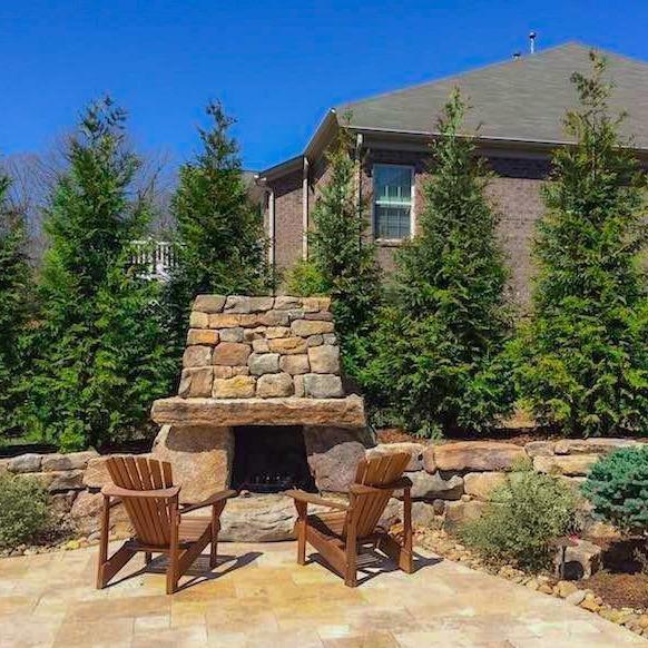 thuja green giant