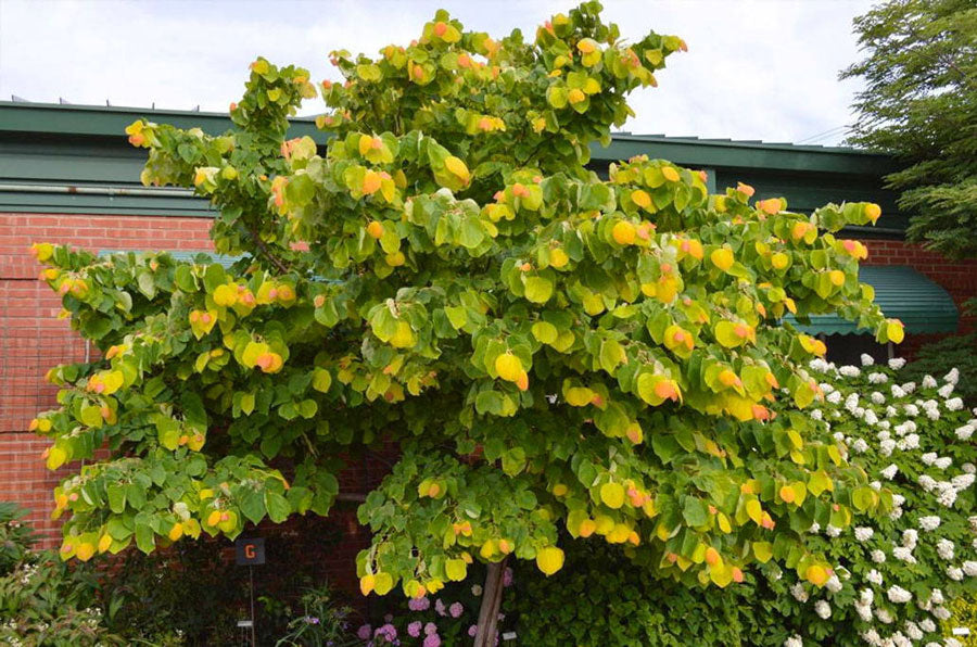 when to plant dwarf trees