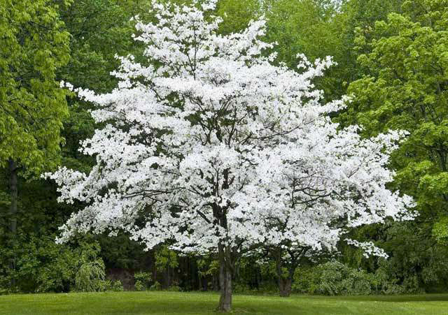 white dogwood
