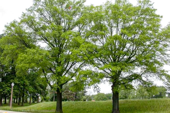 willow oak